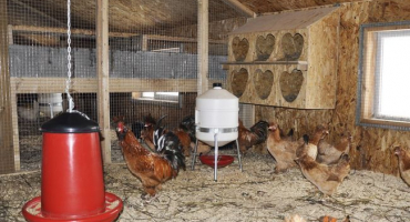 Jak postavit slepičí kůlnu?